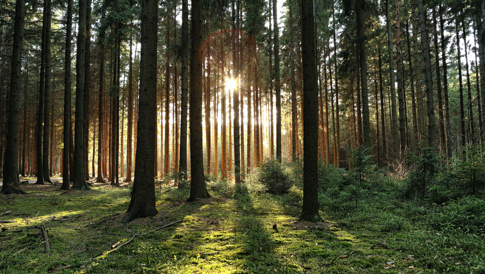 Hordengatter am Waldrand Sonne im Hintergrund